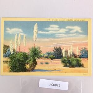 Spanish Bayonet in Bloom on the Desert California 1930s Linen Postcard